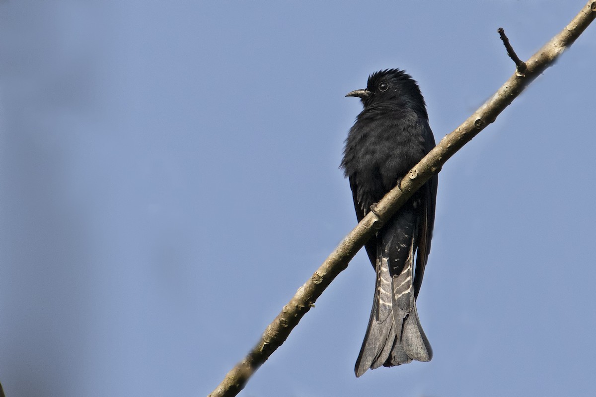 Square-tailed Drongo-Cuckoo - ML443036711