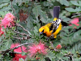  - Streak-backed Oriole