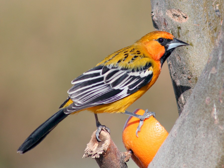 Black-backed Oriole - eBird