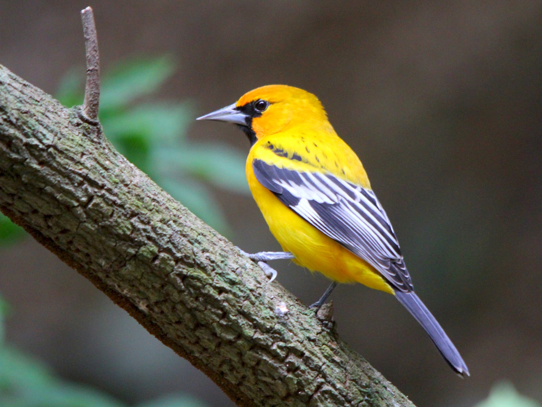 Streak-backed Oriole - eBird