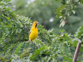 ズアカムクドリモドキ - eBird
