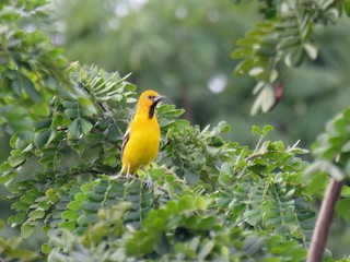 未成鳥 (Streak-backed) - Peggy Horton - ML44304071