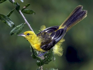 Молодая птица - David Hall - ML44304381