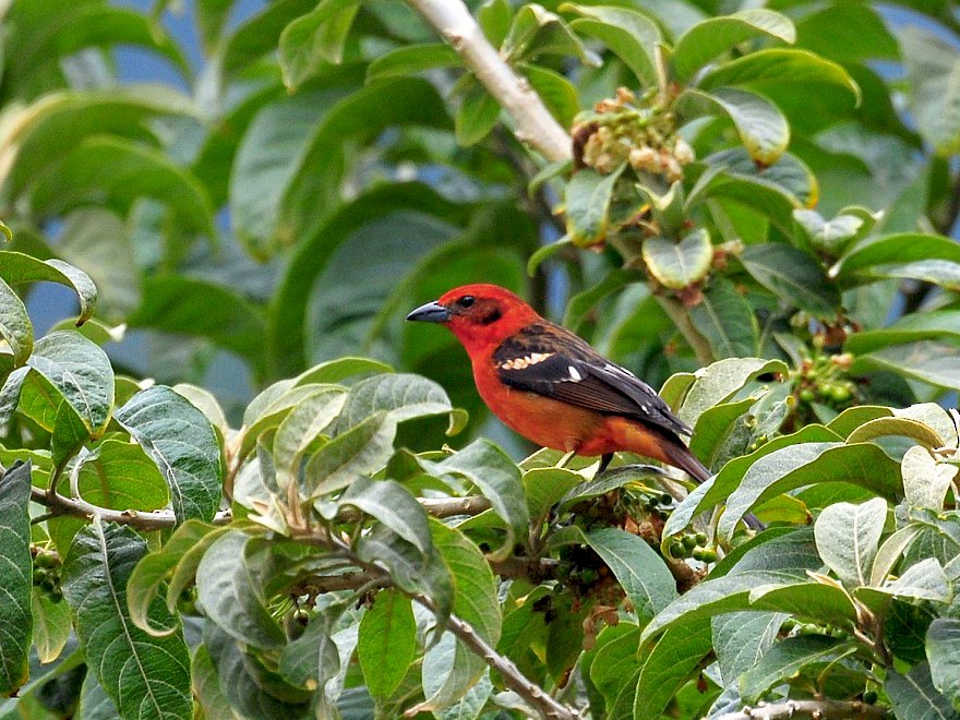 Flame-colored Tanager - Joel Trick