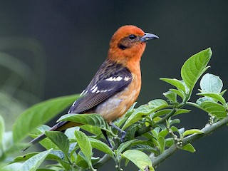  - Flame-colored Tanager
