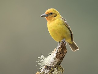 ホノオフウキンチョウ - eBird