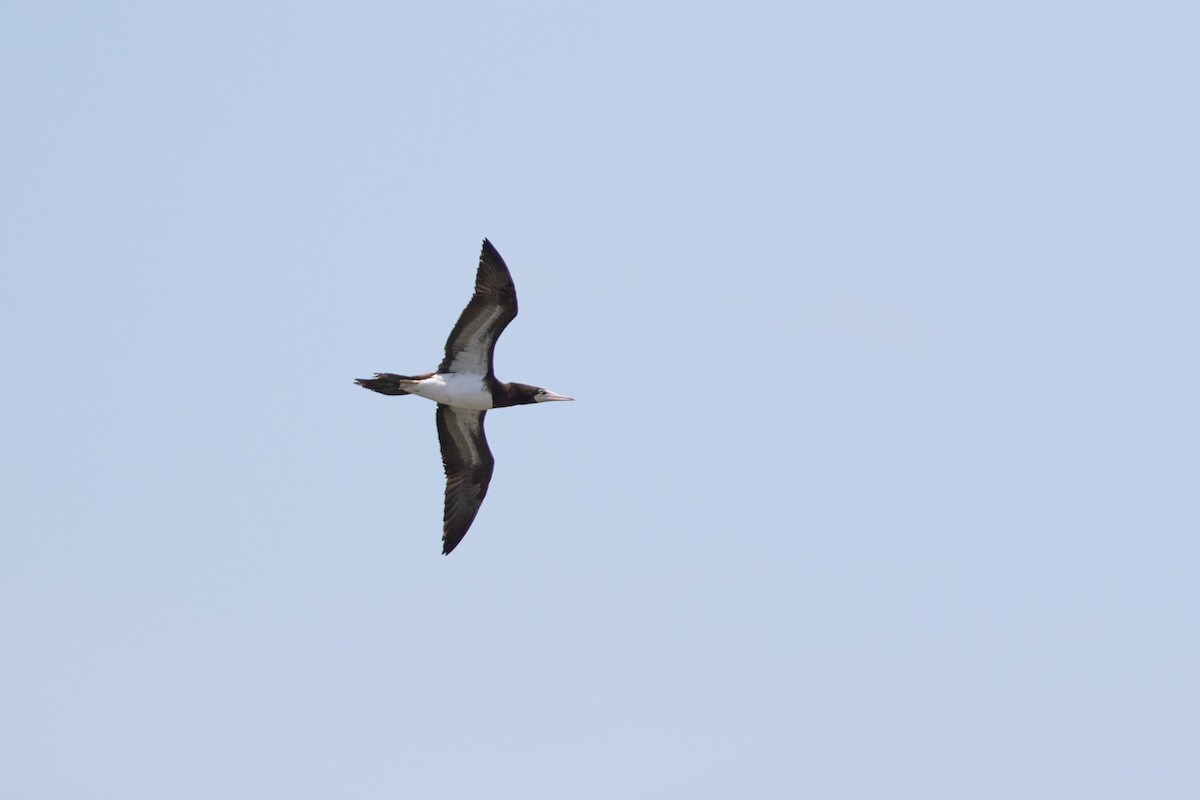 Brown Booby - ML443048201