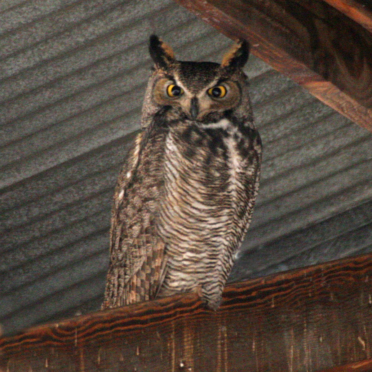 Great Horned Owl - Dan Vickers