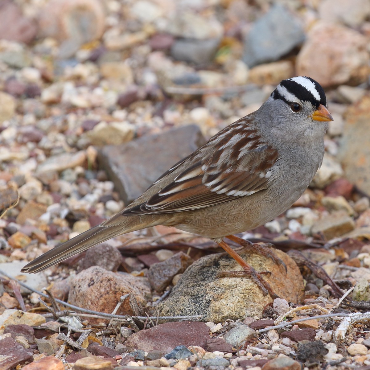 White-crowned Sparrow - Dan Vickers
