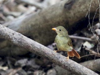 Молодая птица (Scarlet-throated) - Mark Scheel - ML44305781