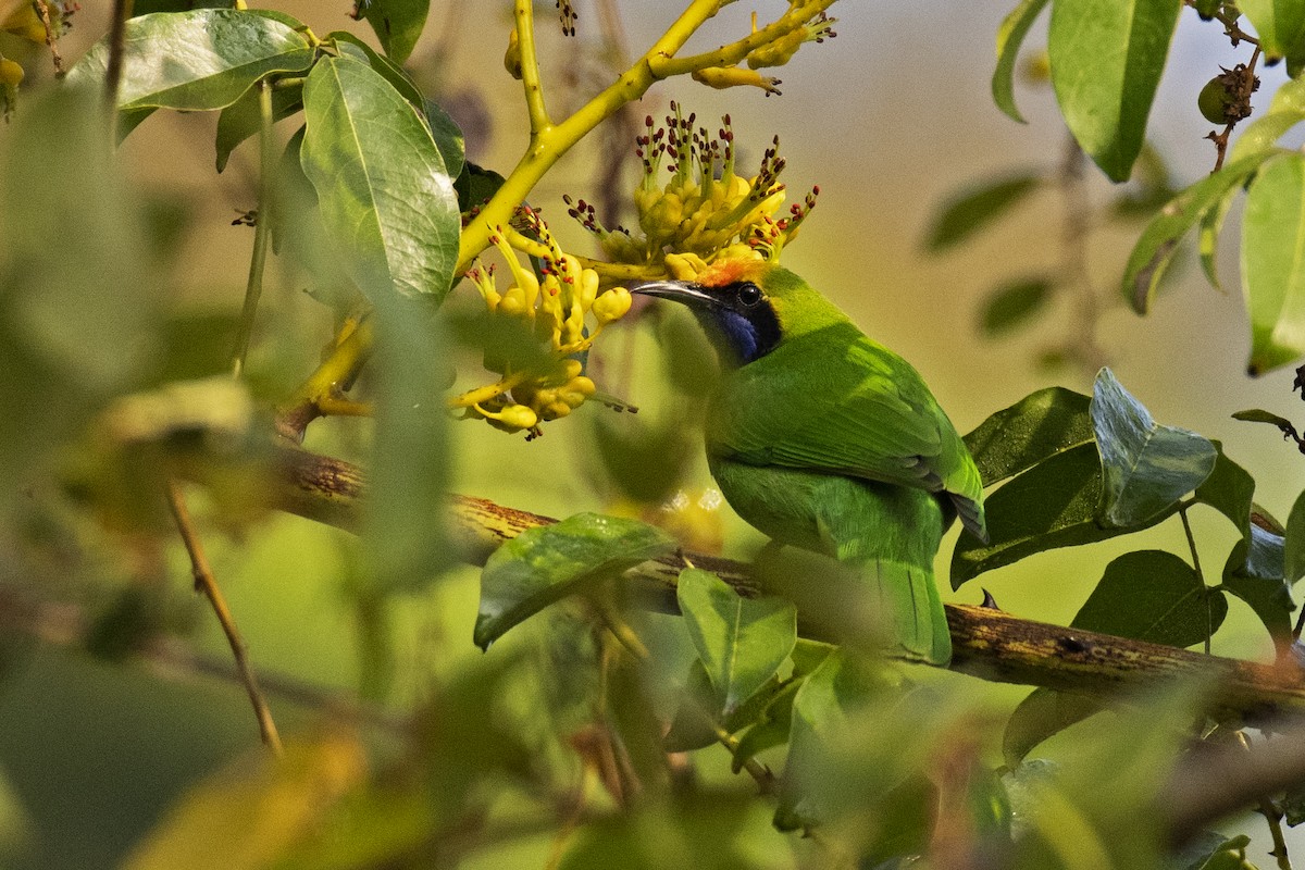 Golden-fronted Leafbird - Arpit Bansal