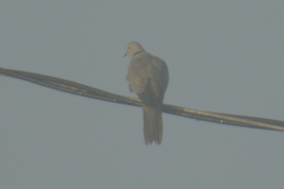 Eurasian Collared-Dove - ML44305901