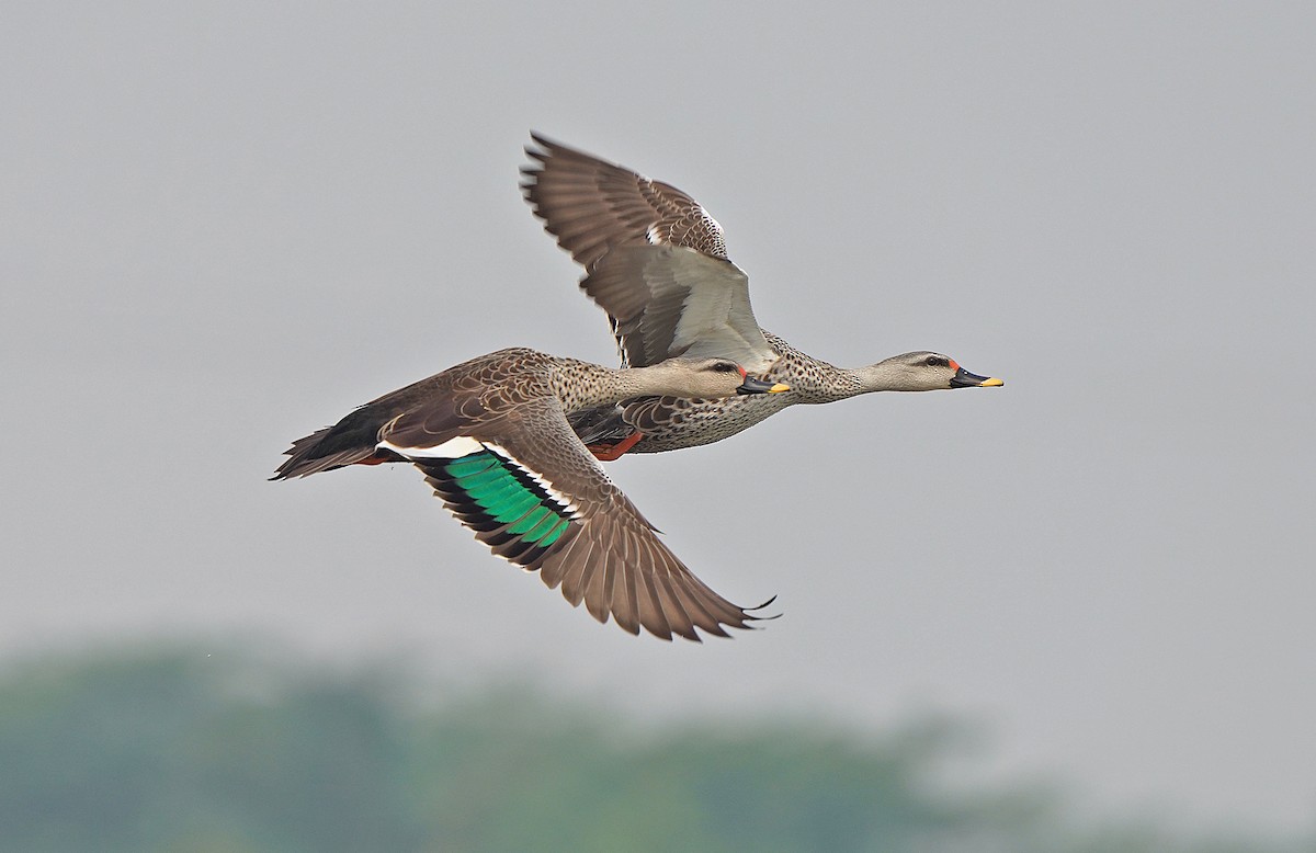 Indian Spot-billed Duck - ML443064971