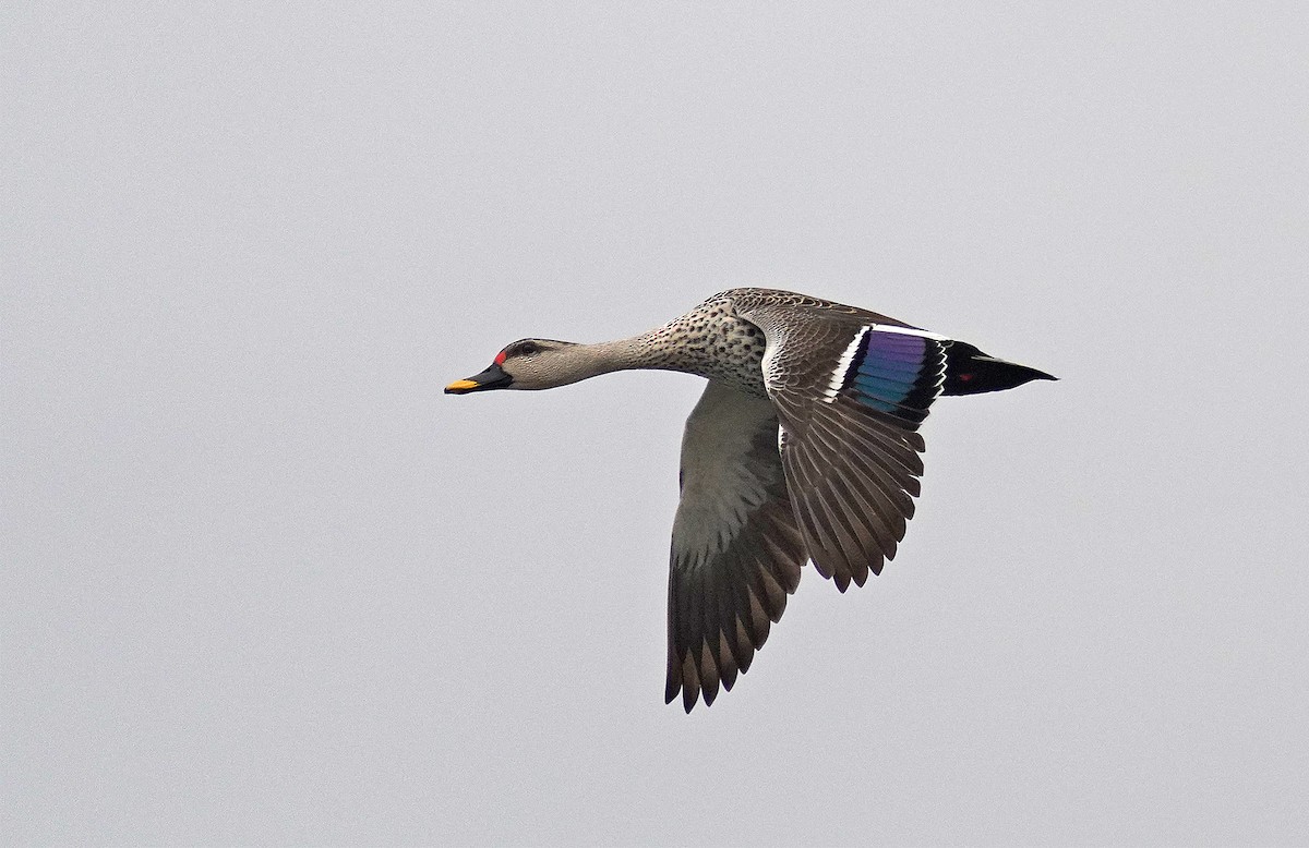 Indian Spot-billed Duck - ML443064991