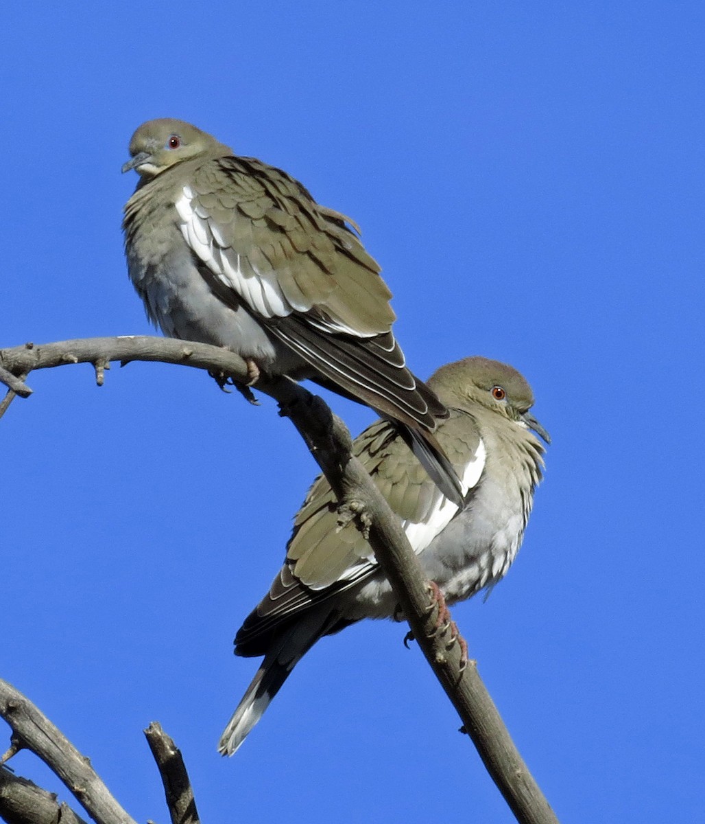 White-winged Dove - ML44306941