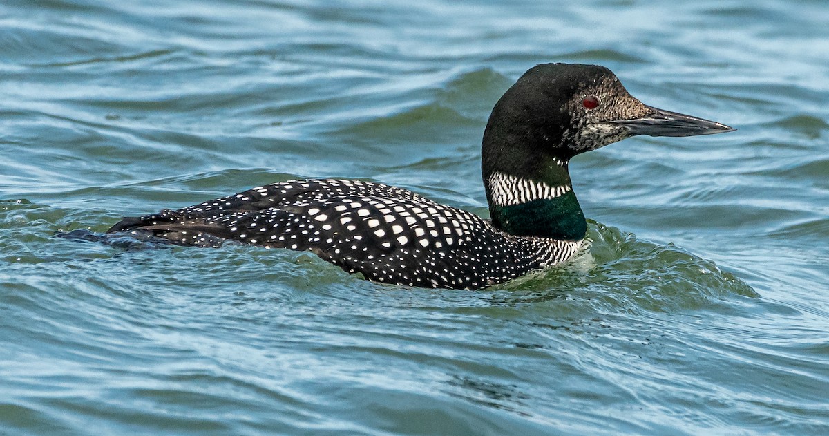 Common Loon - Colleen McCloskey