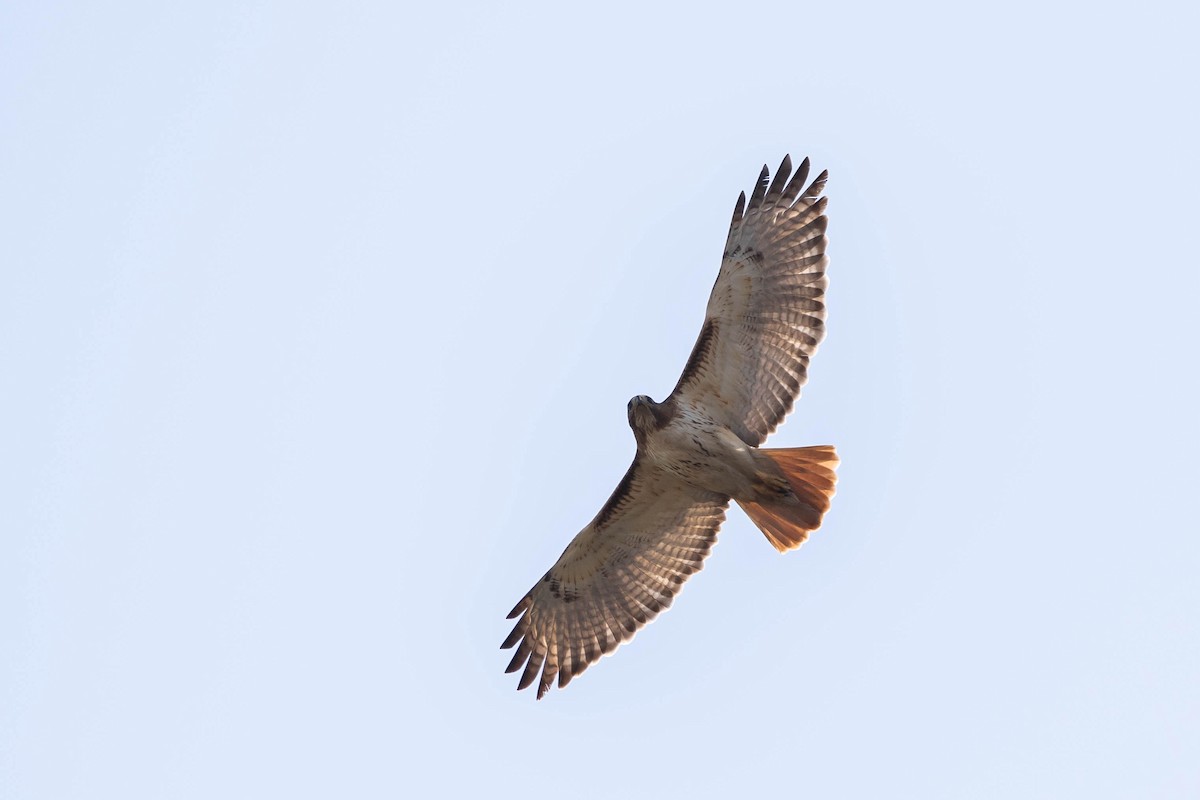 Red-tailed Hawk (fuertesi) - ML443077091