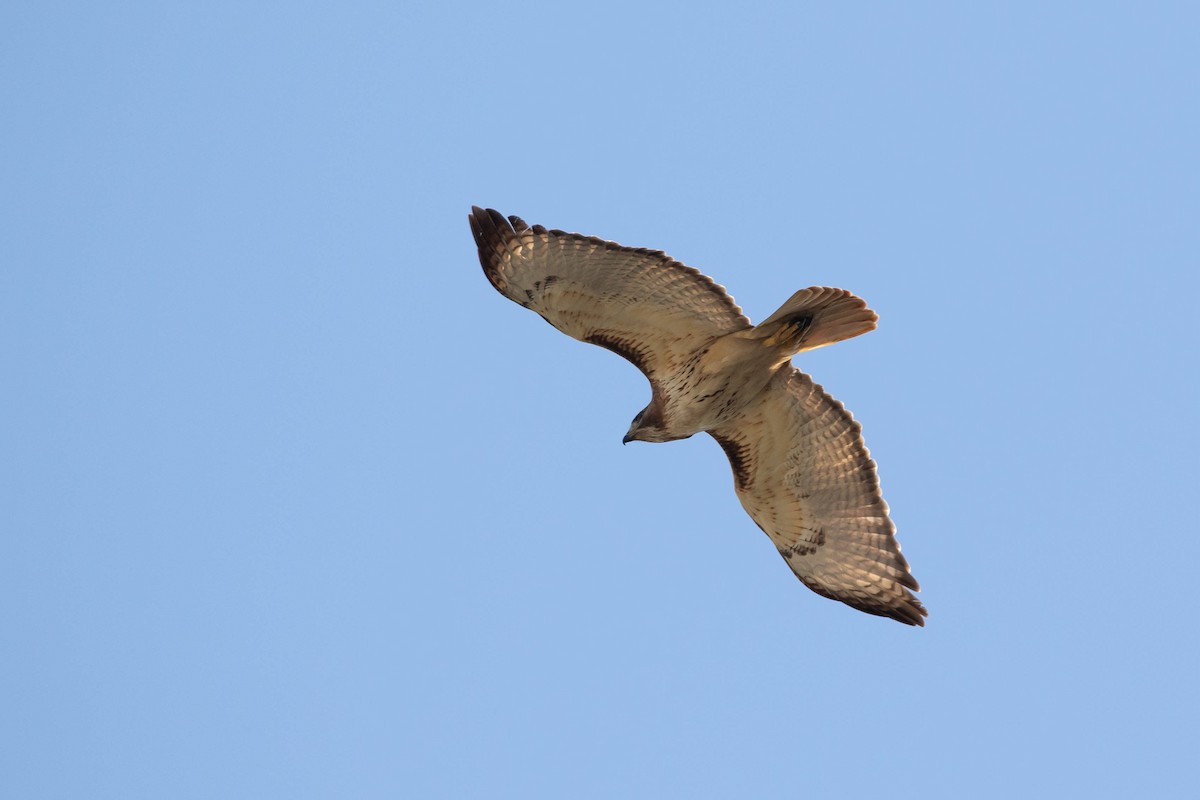 Red-tailed Hawk (fuertesi) - ML443077101