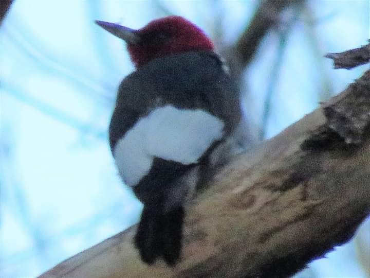 Red-headed Woodpecker - ML443077501