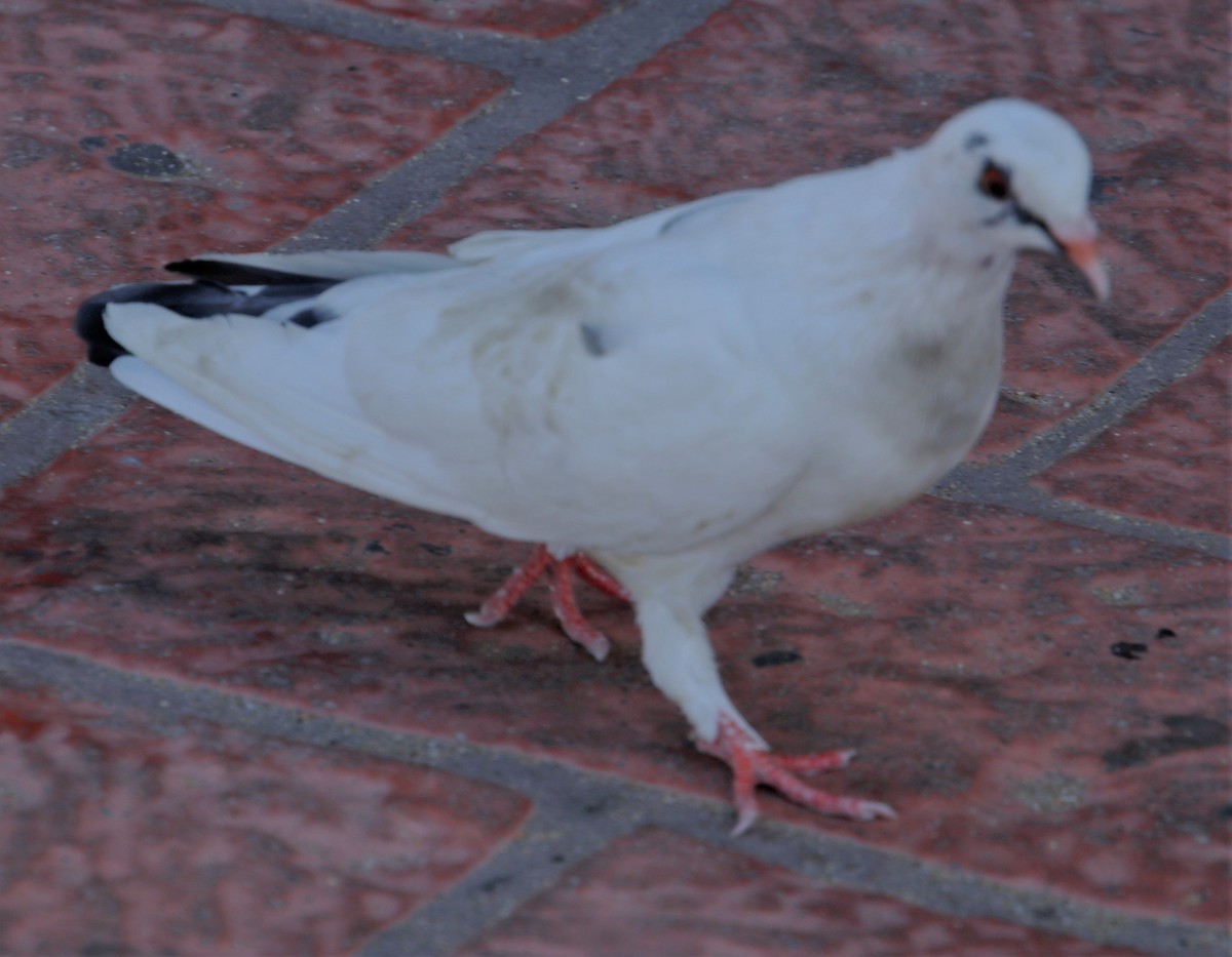 Сизый голубь (Одомашненного типа) - ML443077511