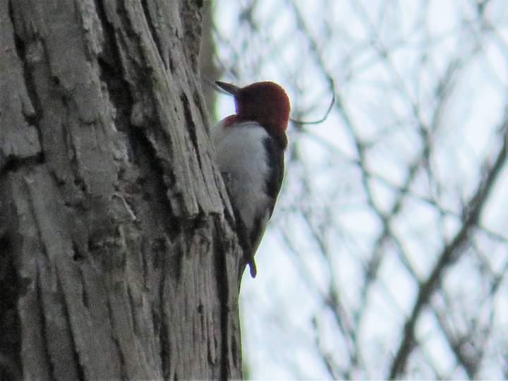Red-headed Woodpecker - Drew Hopkins