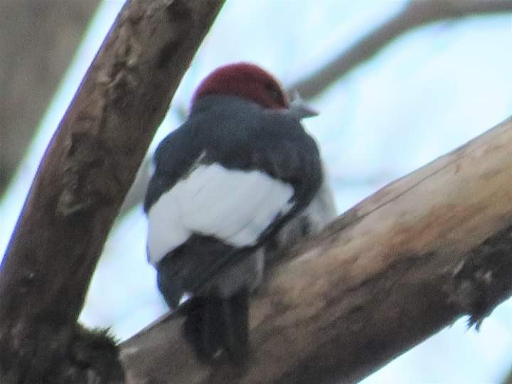 Red-headed Woodpecker - ML443077601