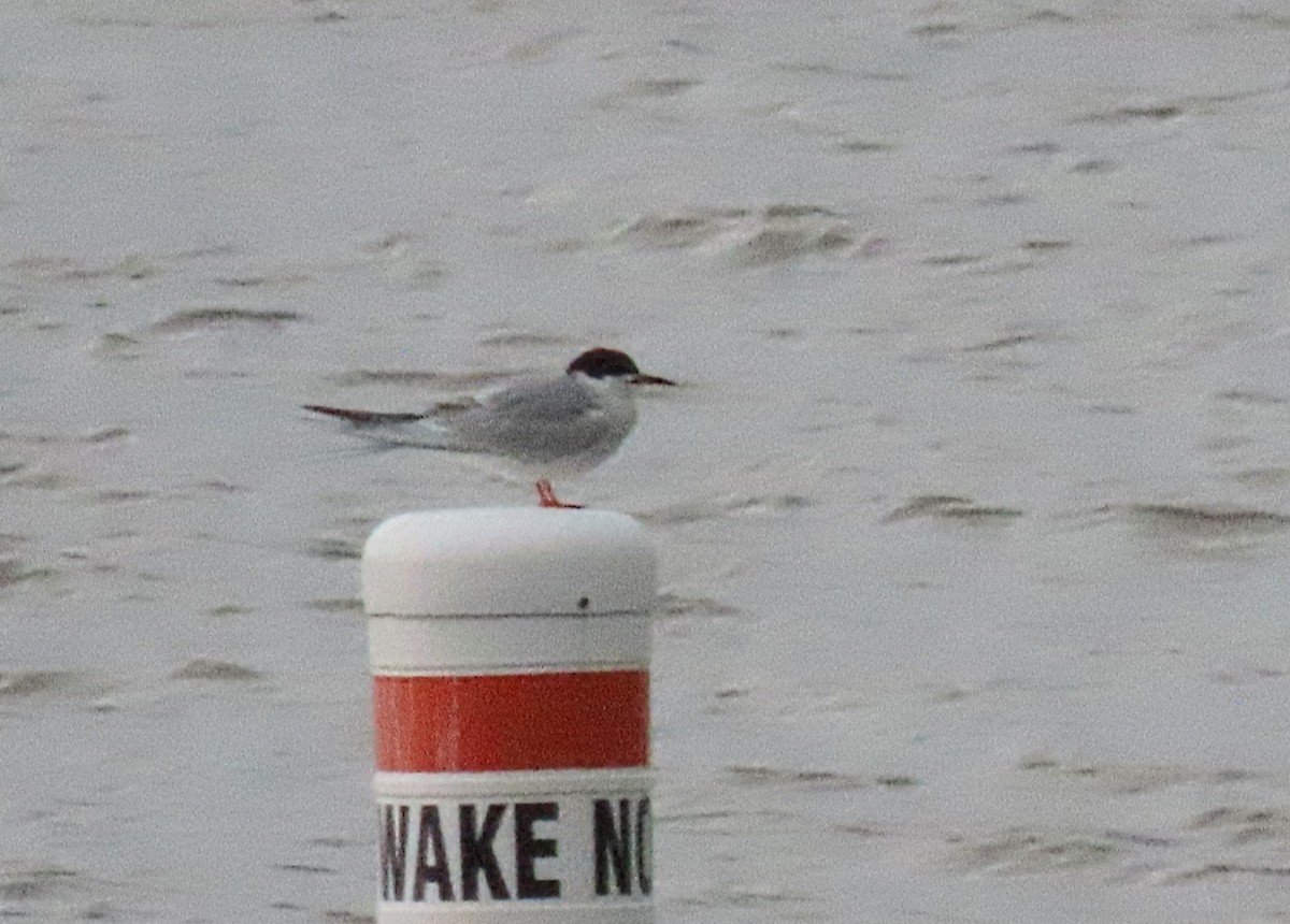 Common Tern - ML443077971