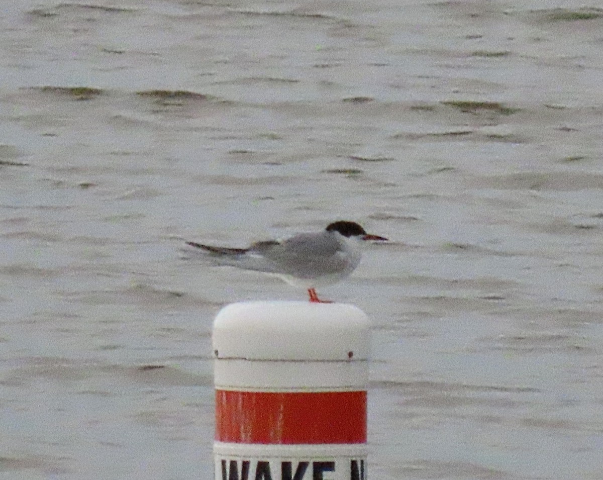 Common Tern - ML443077981