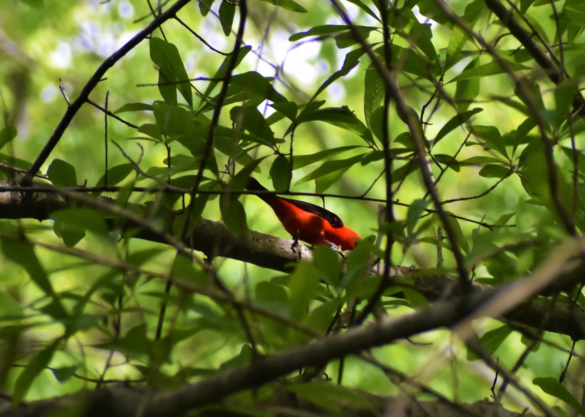Scarlet Tanager - ML443078071