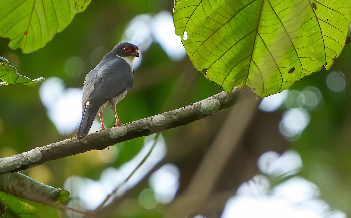 Red-thighed Sparrowhawk - Daniel López-Velasco | Ornis Birding Expeditions