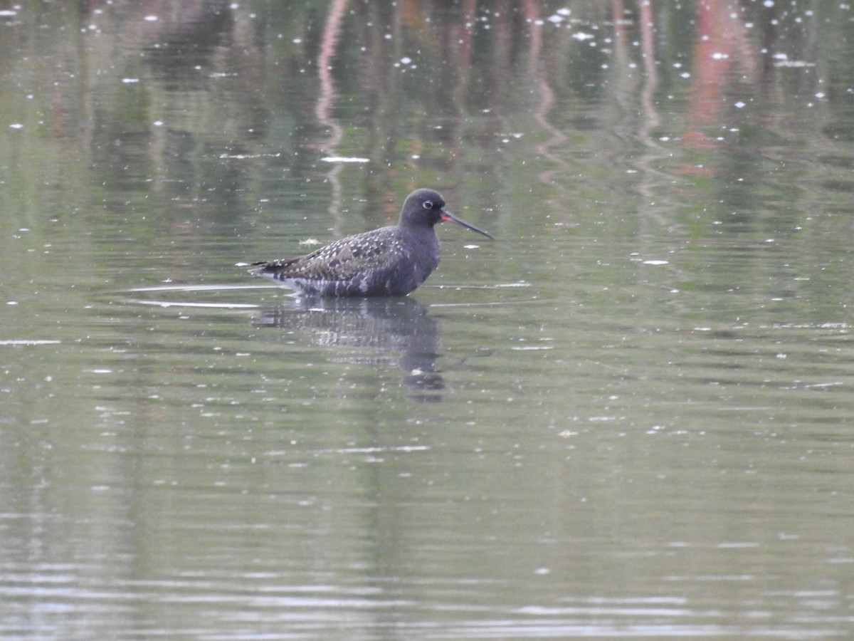 Spotted Redshank - ML443088841