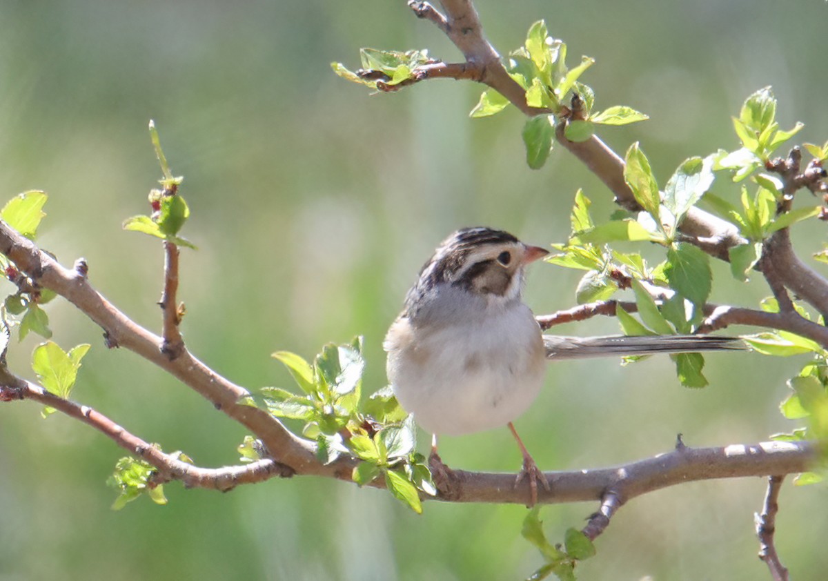 Clay-colored Sparrow - ML443089351