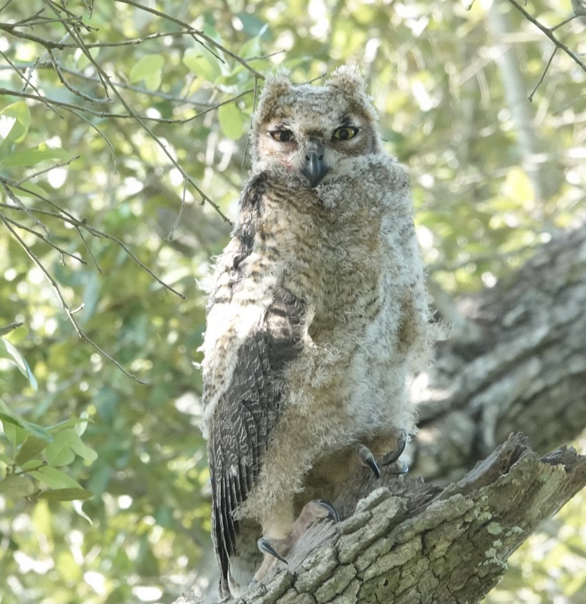 Great Horned Owl - ML443089361