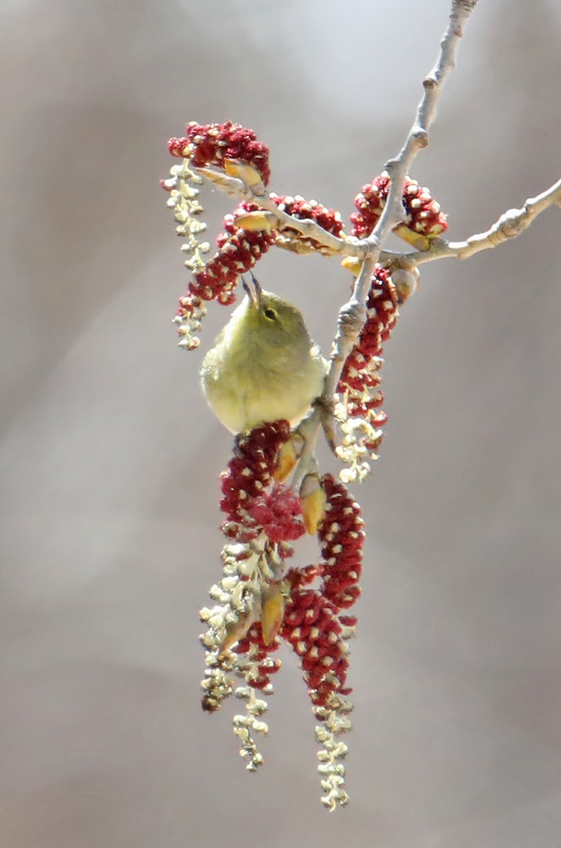 Orange-crowned Warbler - Elizabeth Winter