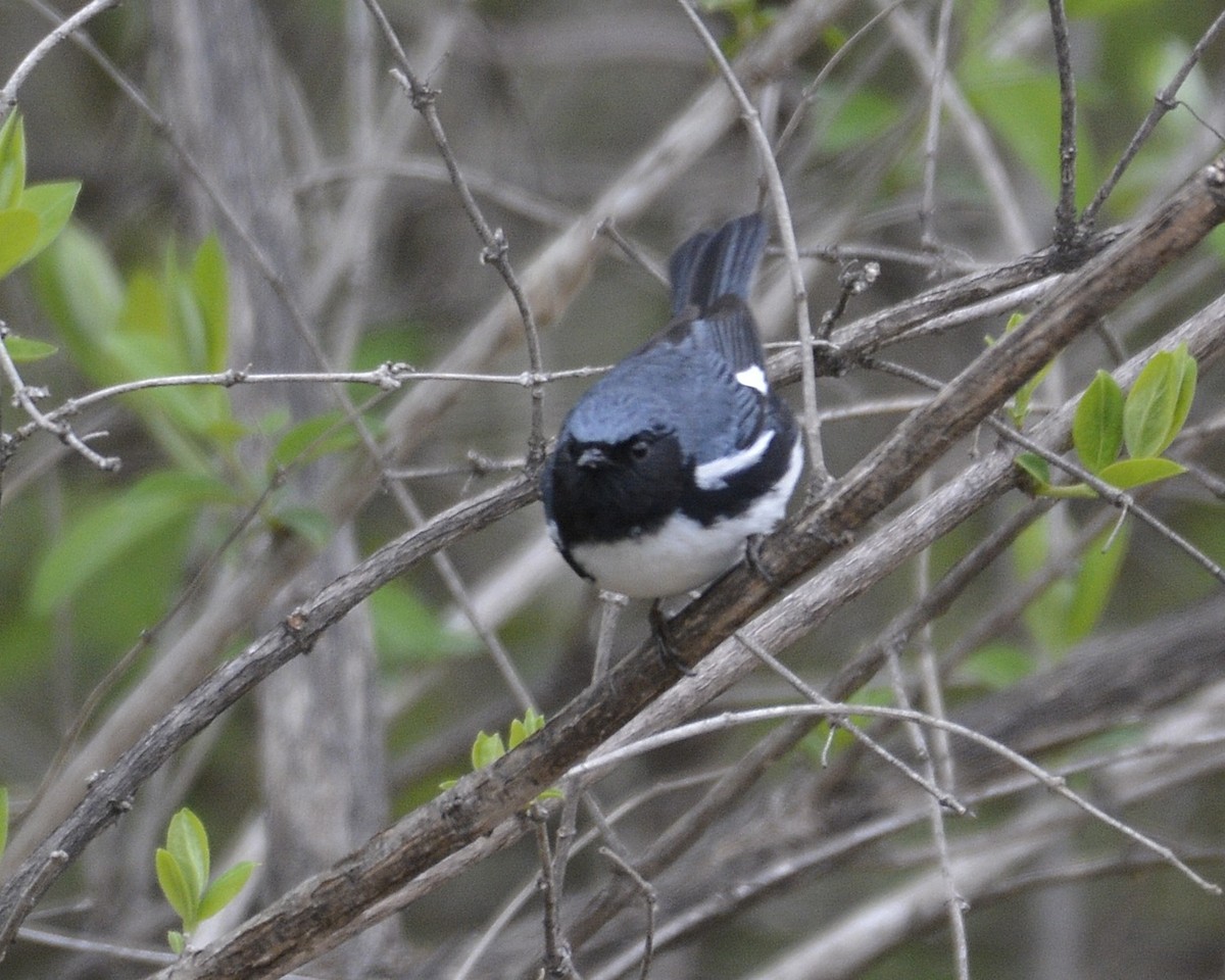 Black-throated Blue Warbler - ML443090551