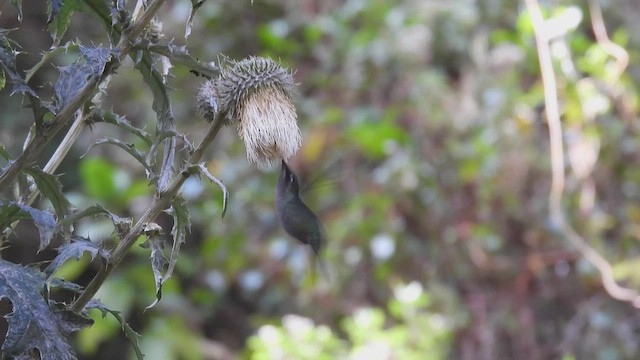 Talamanca Hummingbird - ML443090641