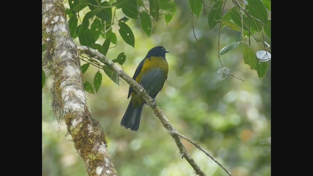 Black-and-yellow Silky-flycatcher - ML443090721
