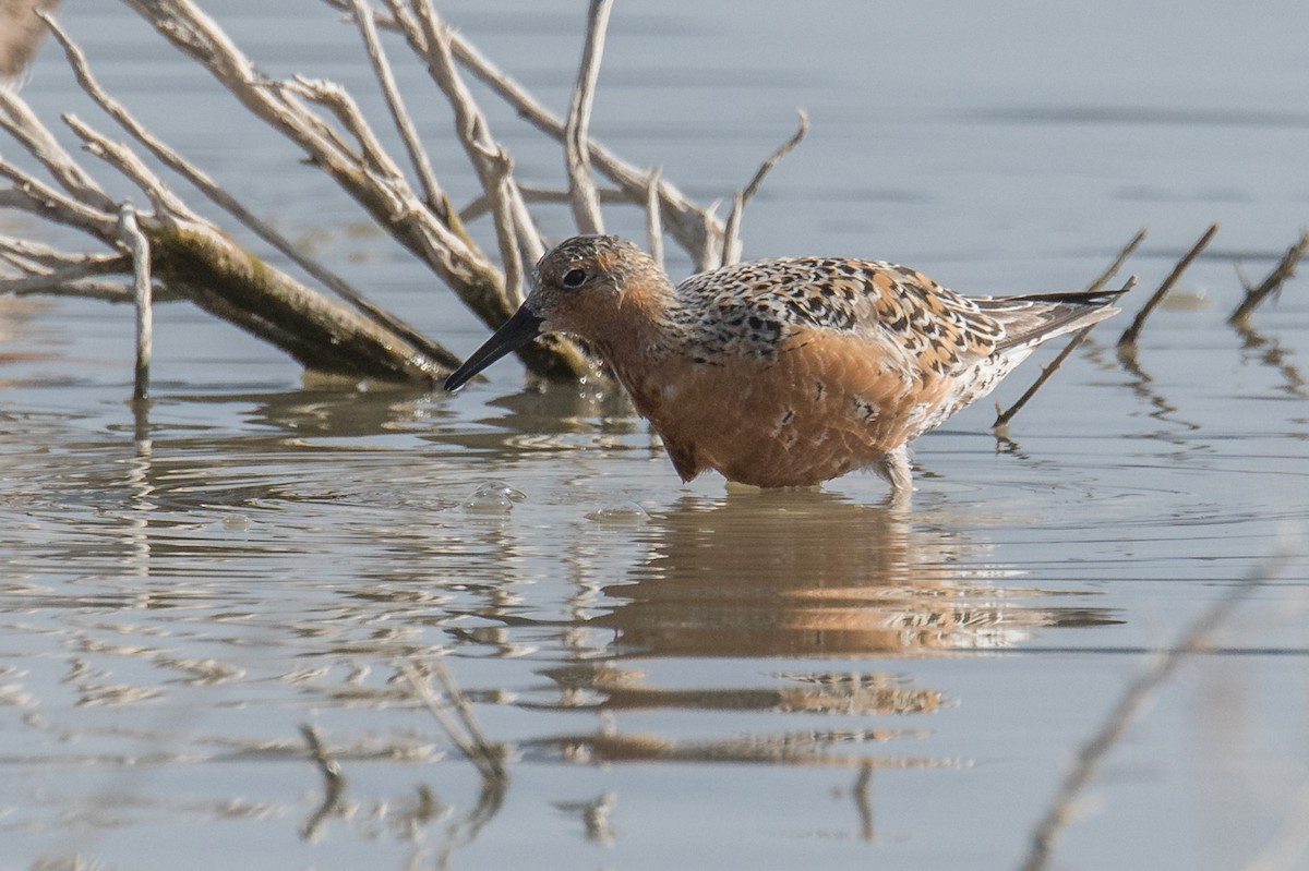 Red Knot - ML443090961