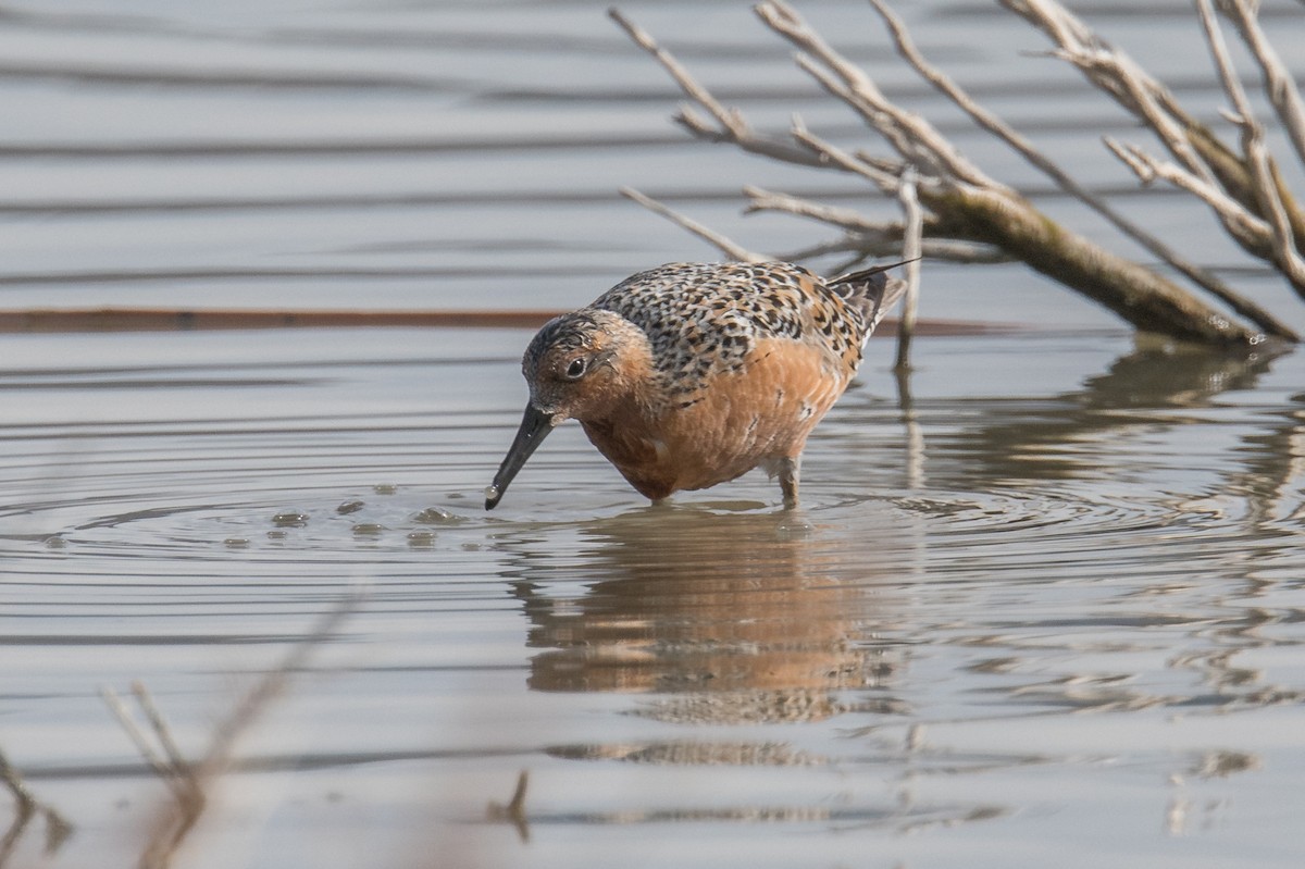 Red Knot - ML443090981