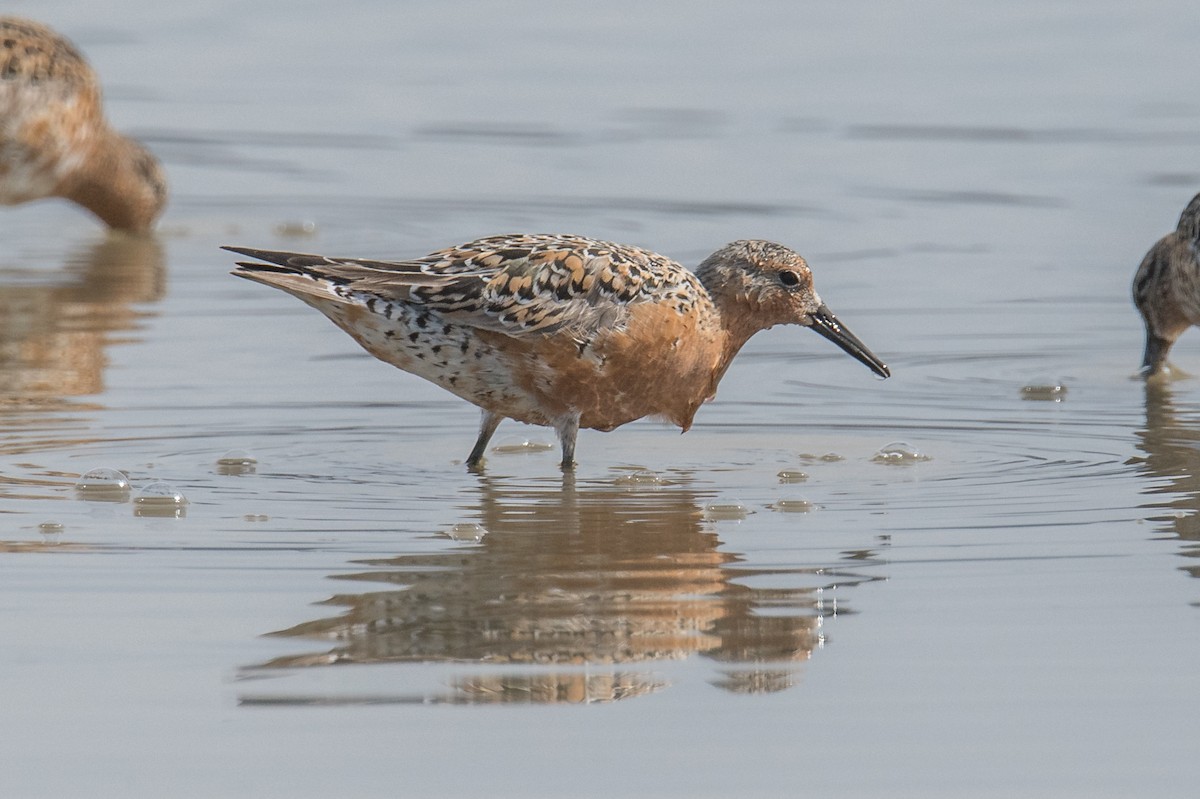 Red Knot - ML443090991