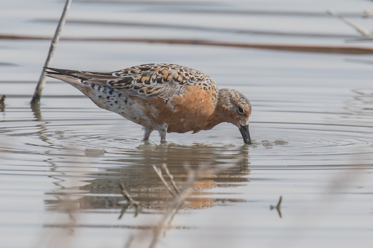 Red Knot - ML443091001