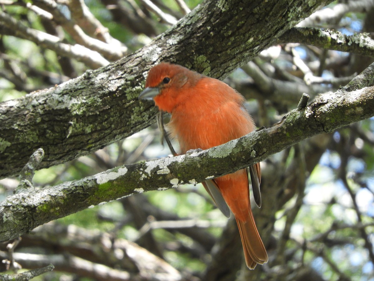 Hepatic Tanager - ML443093371