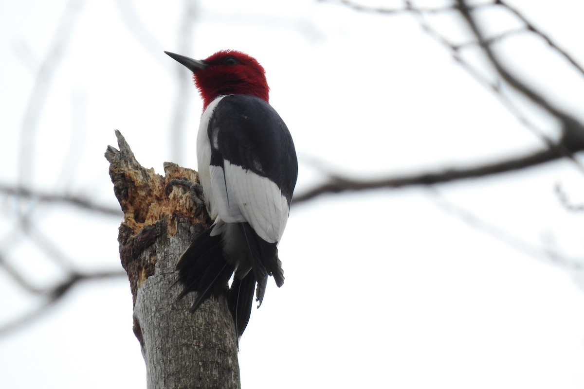 Red-headed Woodpecker - ML443093621