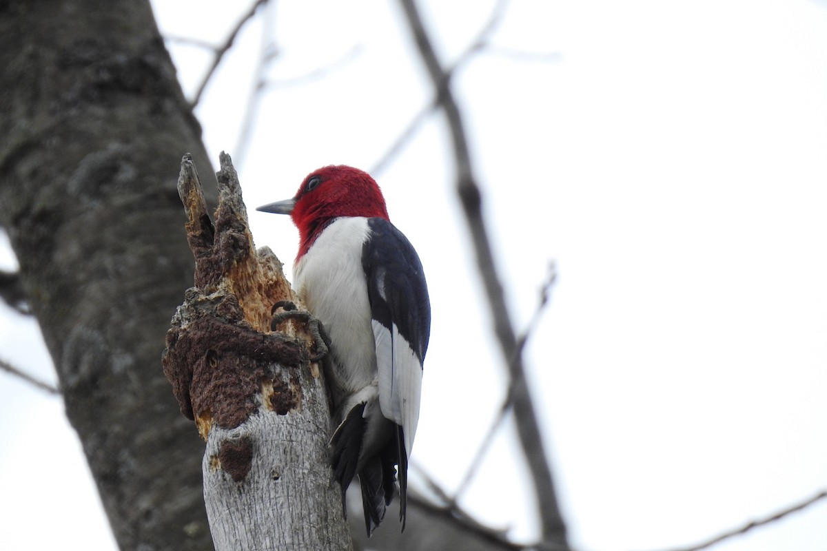 Red-headed Woodpecker - ML443093631