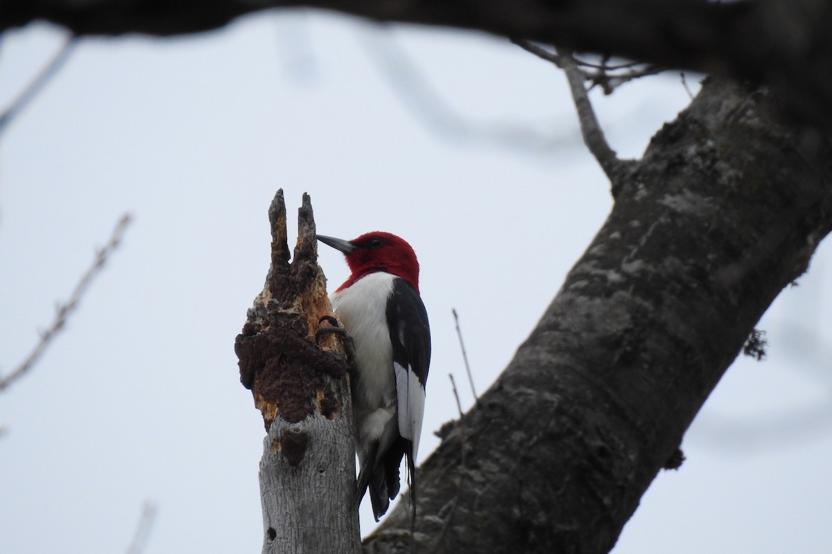 Red-headed Woodpecker - ML443093641