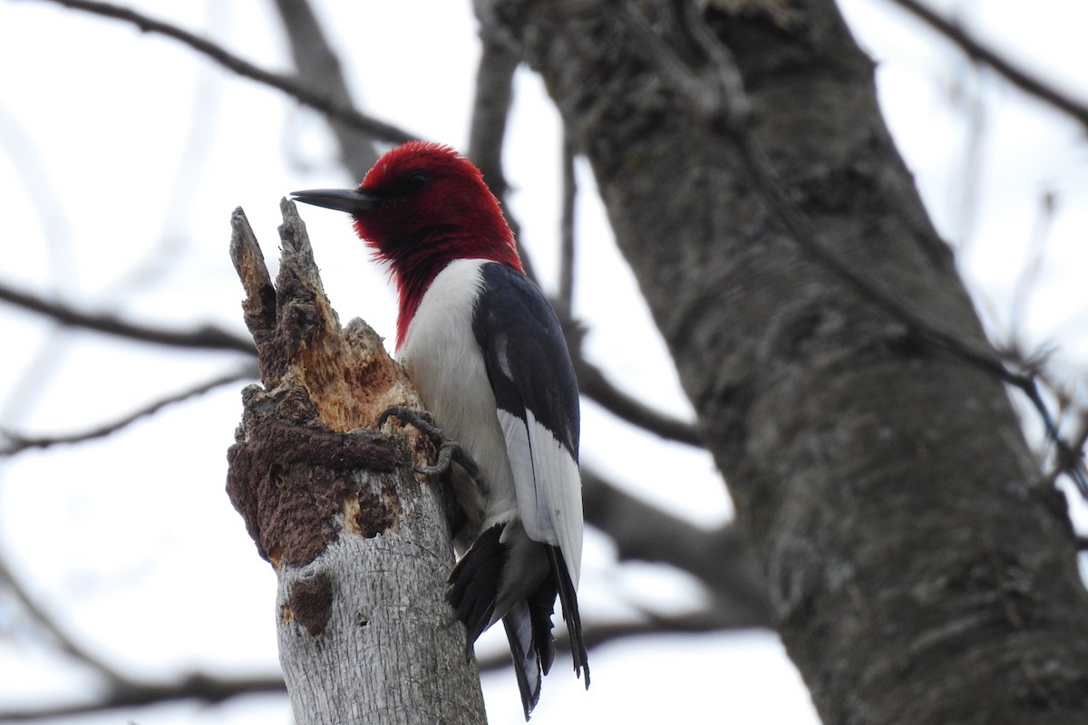 Red-headed Woodpecker - ML443093651
