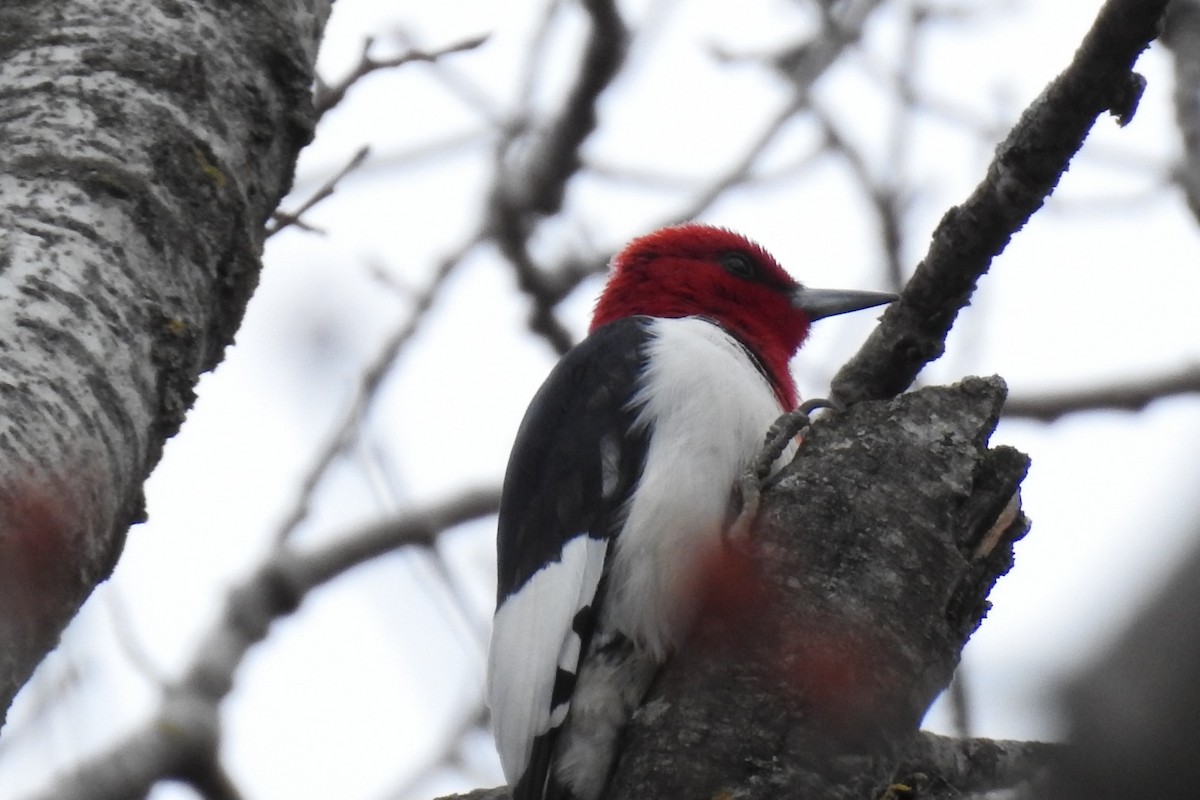 Red-headed Woodpecker - ML443093661