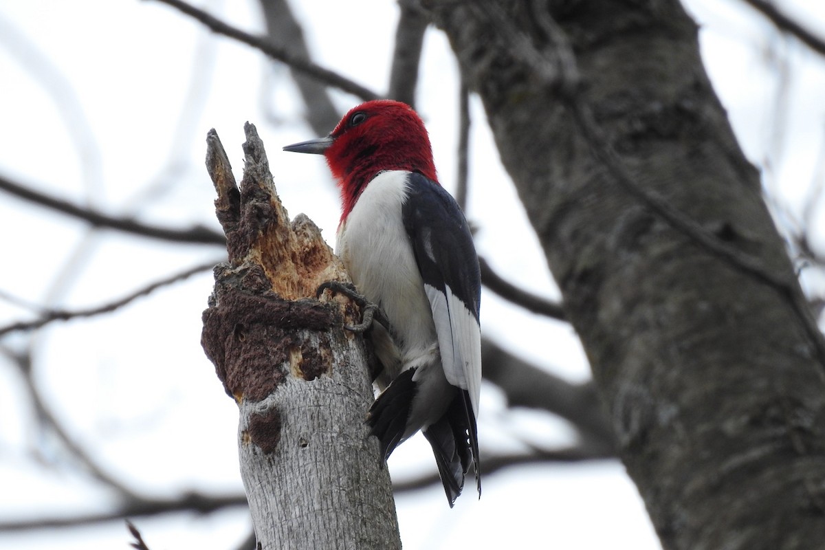 Red-headed Woodpecker - ML443093671