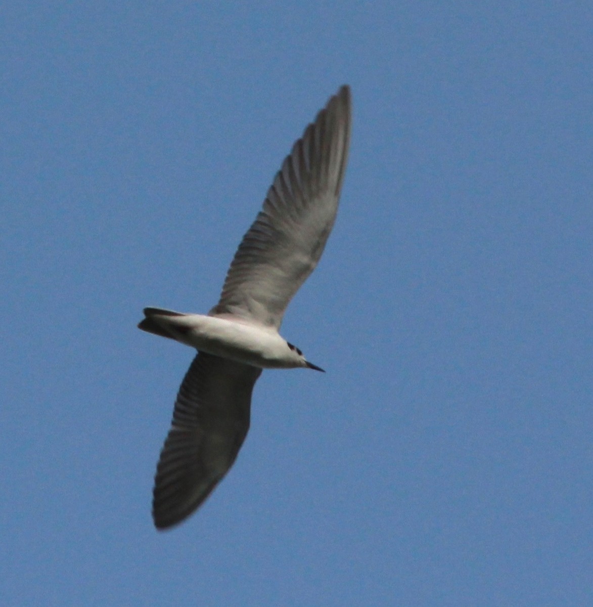 White-winged Tern - ML44309451