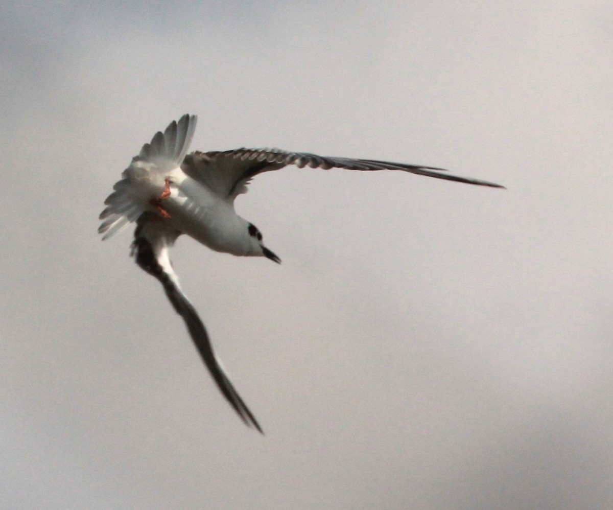 White-winged Tern - ML44309461